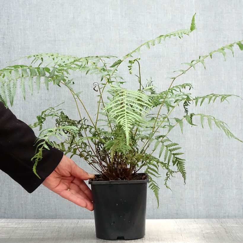 Exemplaar van Dicksonia antarctica - Tasmaanse boomvaren Pot van 2 l/3 l zoals geleverd in de lente