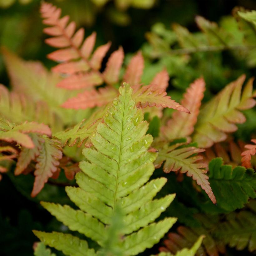 Dryopteris erythrosora - Herfstvaren (Foliage)