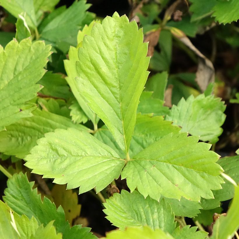 Fragaria alpina Yellow Wonder - Bosaardbei (Blad)