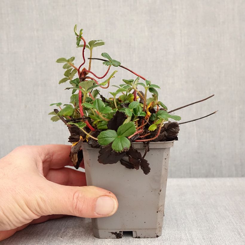 Exemplaar van Fragaria chiloensis - Duinaardbei Kweekpotje van 8/9 cm zoals geleverd in de herfst