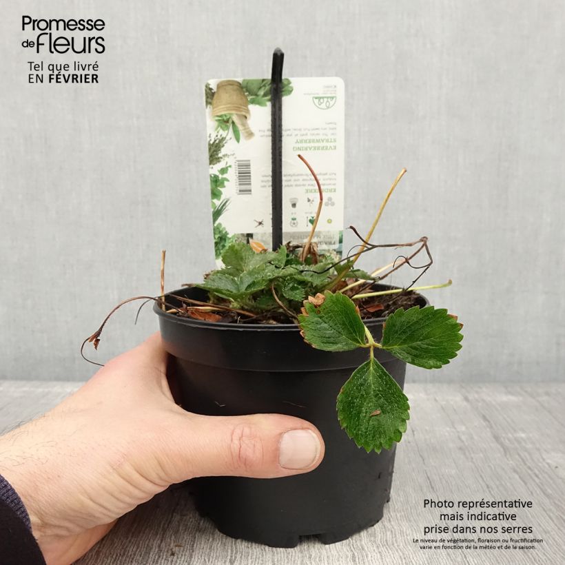 Exemplaar van Fragaria vesca Pink Marathon - Bosaardbei Pot van 1,5 l/2 l zoals geleverd in de winter