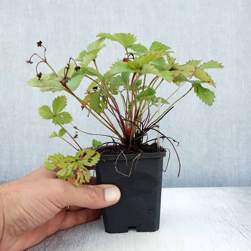 Exemplaar van Fragaria vesca Alexandria - Bosaardbei Kweekpotje van 8/9 cm zoals geleverd in de zomer