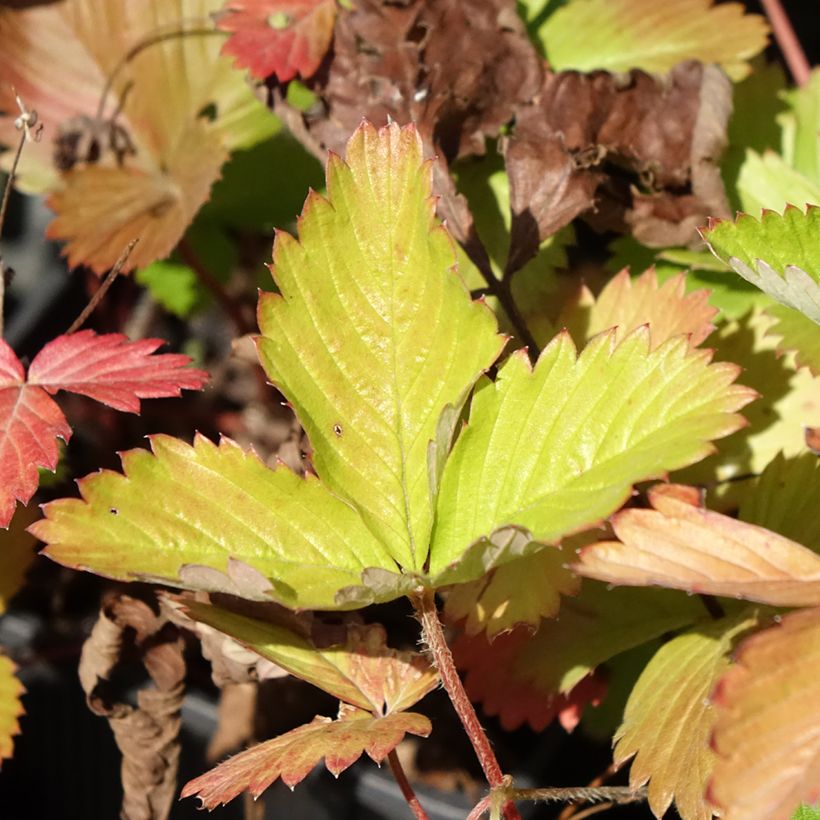 Fragaria vesca Rugen - Bosaardbei (Blad)