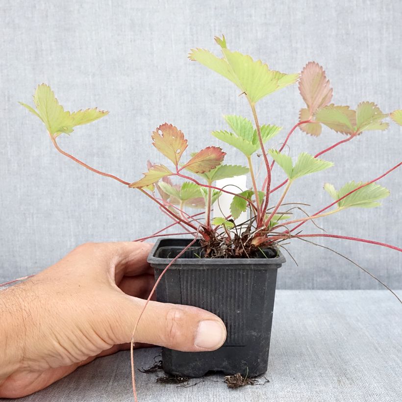 Exemplaar van Fragaria vesca Rugen - Bosaardbei Kweekpotje van 8/9 cm zoals geleverd in de zomer