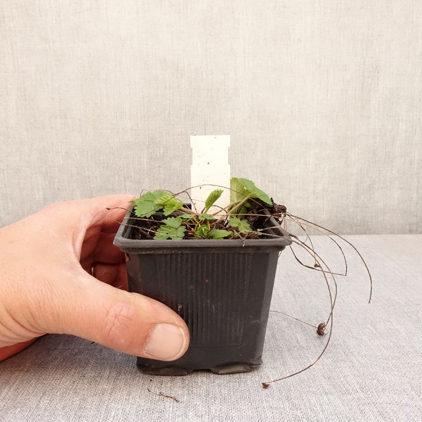 Exemplaar van Fragaria vesca Rugen - Bosaardbei Kweekpotje van 8/9 cm zoals geleverd in de lente