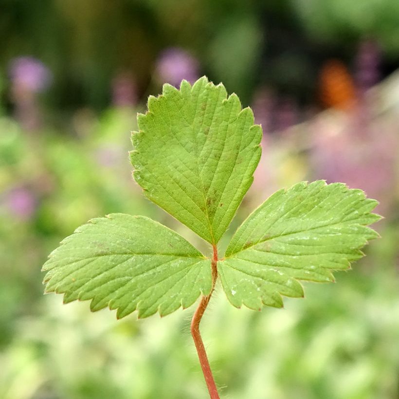 Aardbei Anaïs (jonge planten in 7 cm kweekpotjes) (Blad)