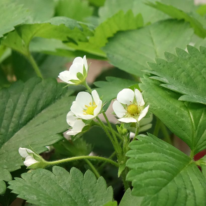 Aardbei Anaïs (jonge planten in 7 cm kweekpotjes) (Bloei)