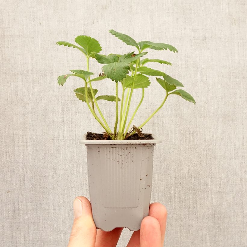 Exemplaar van Aardbei Anaïs (jonge planten in 7 cm kweekpotjes) Wortelkluit van 4 cm x 4,5 cm zoals geleverd in de lente