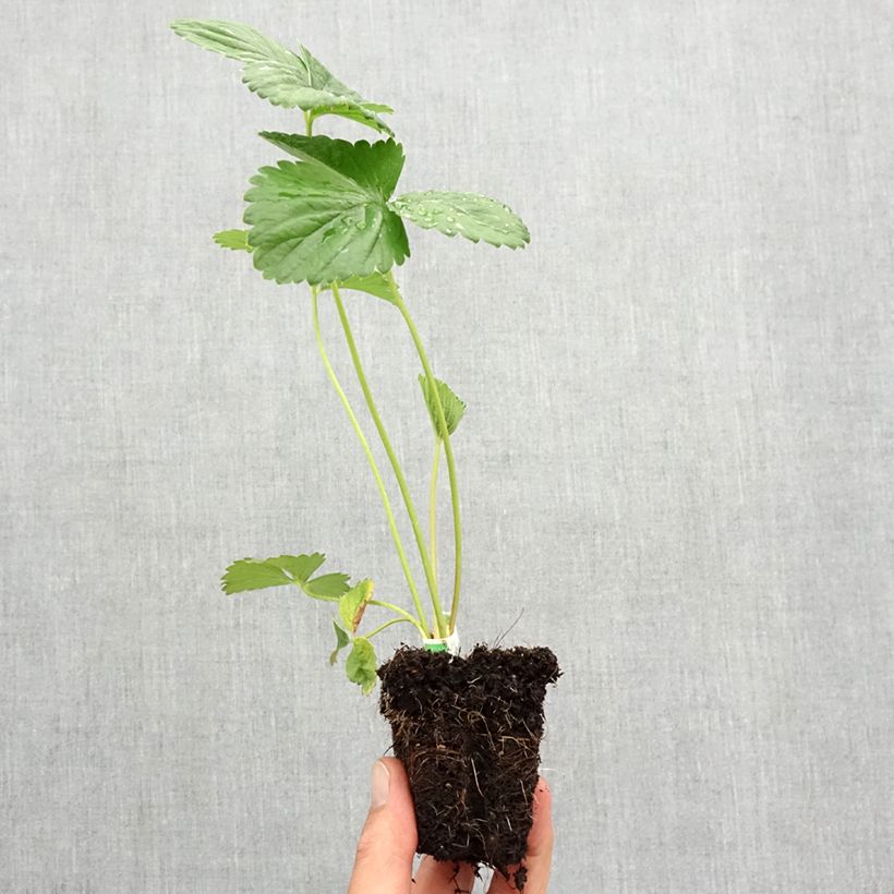 Exemplaar van Aardbei Annabelle (doordragend) Wortelkluit van 5 cm x 7 cm zoals geleverd in de herfst