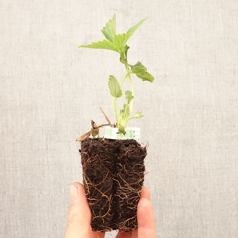 Exemplaar van Aardbei Annabelle (doordragend) Wortelkluit van 5 cm x 7 cm zoals geleverd in de lente