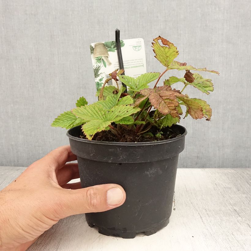 Exemplaar van Grote bosaardbei Capron Royal Pot van 1,5 l/2 l zoals geleverd in de zomer