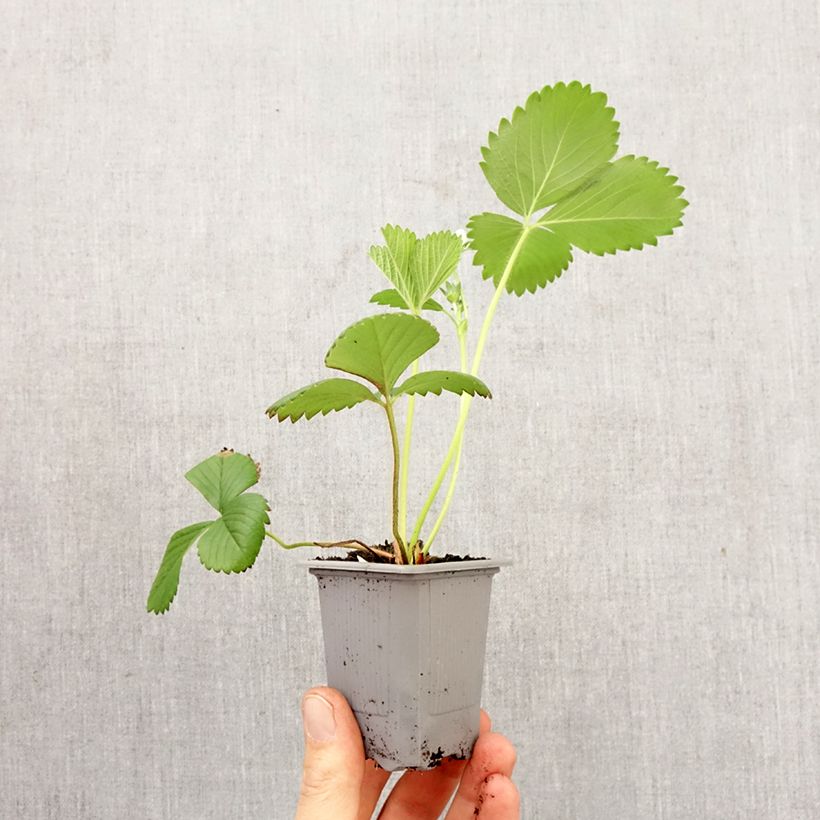 Exemplaar van Aardbei Ciflorette Wortelkluit van 4 cm x 4,5 cm zoals geleverd in de lente