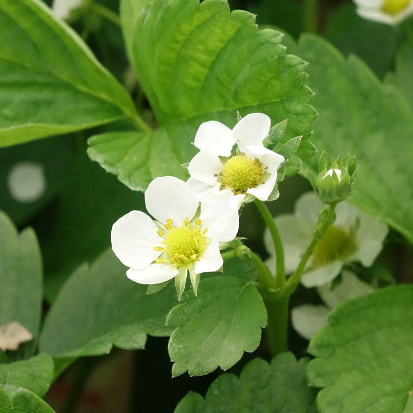 Aardbei Cijosée (doordragend) (Bloei)