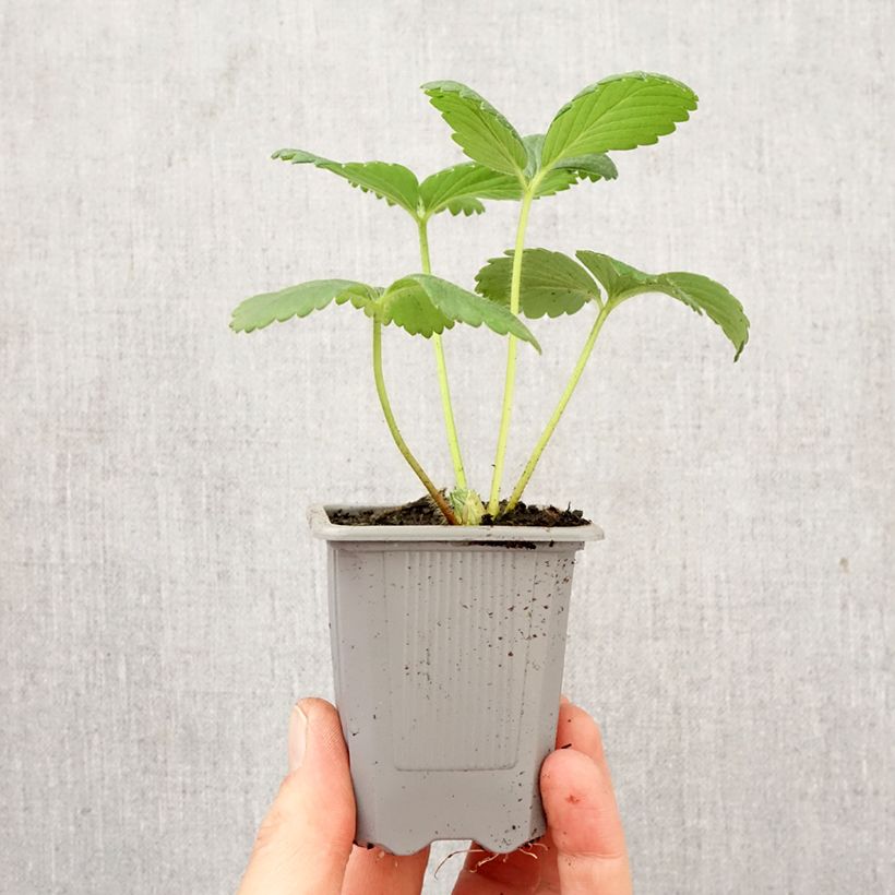 Exemplaar van Aardbei Cijosée (doordragend) Wortelkluit van 4 cm x 4,5 cm zoals geleverd in de lente