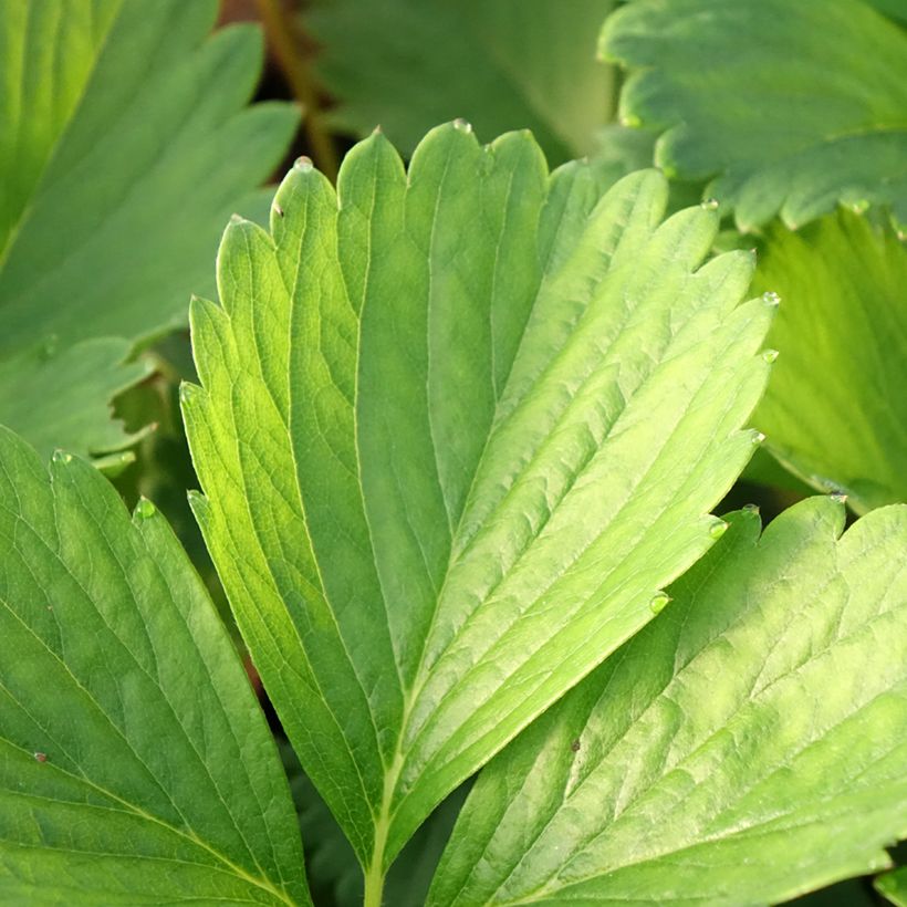 Aardbei Cirafine (doordragend) (Blad)