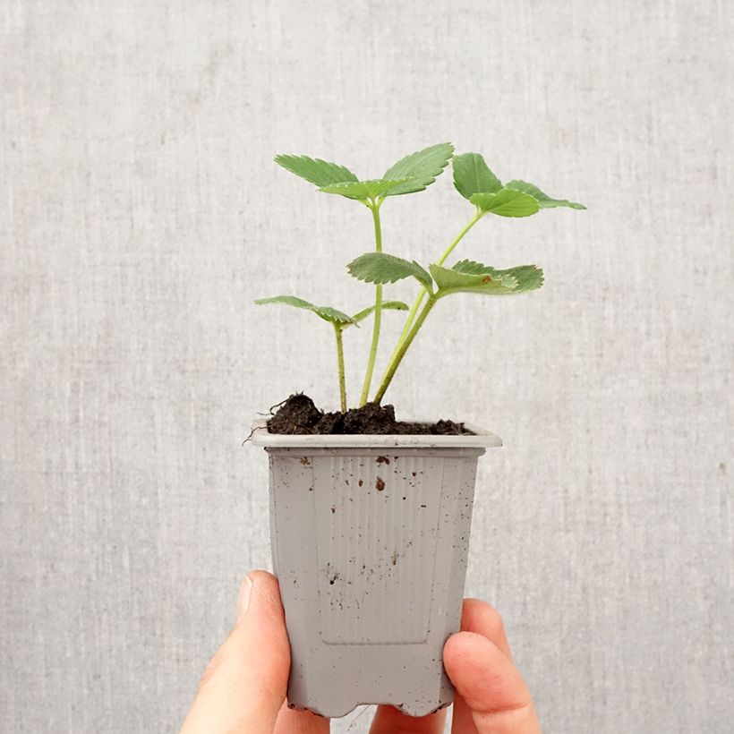 Exemplaar van Aardbei Cirafine (doordragend) Wortelkluit van 4 cm x 4,5 cm zoals geleverd in de lente