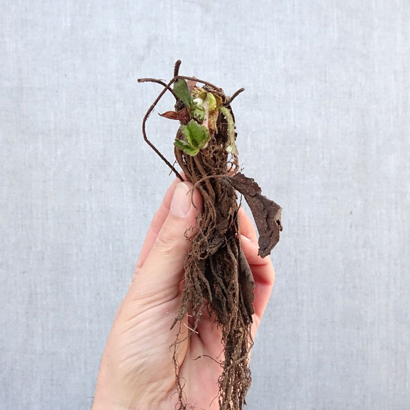 Exemplaar van Aardbei Cirafine (doordragend) Naakte wortel zoals geleverd in de winter