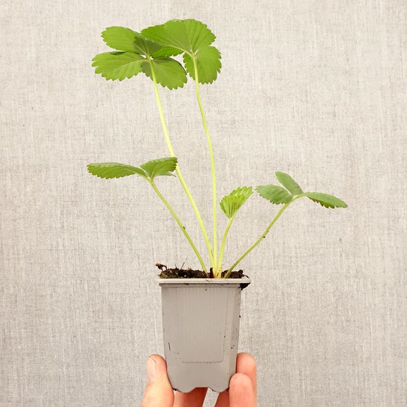 Exemplaar van Aardbei Cirano Wortelkluit van 4 cm x 4,5 cm zoals geleverd in de lente