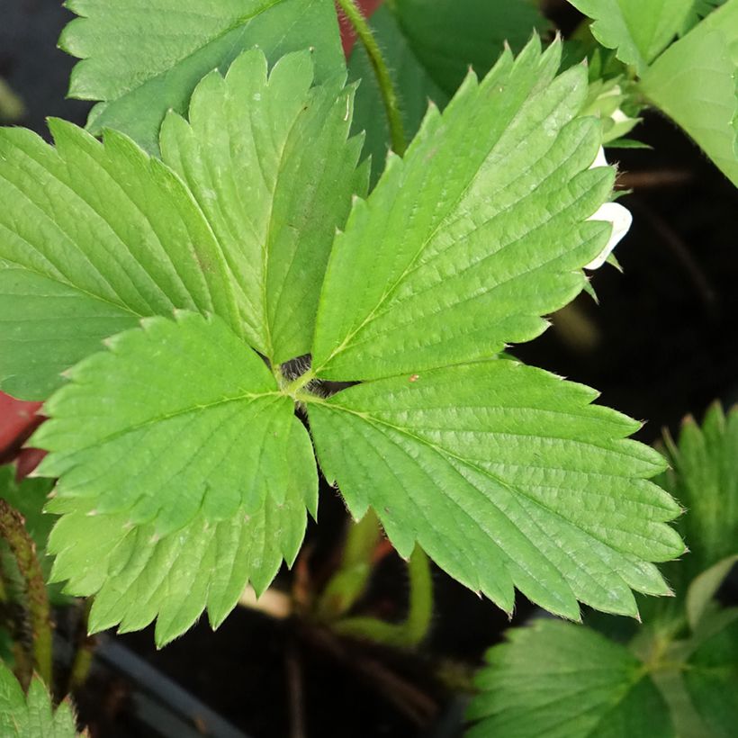 Aardbei Gariguette (Blad)