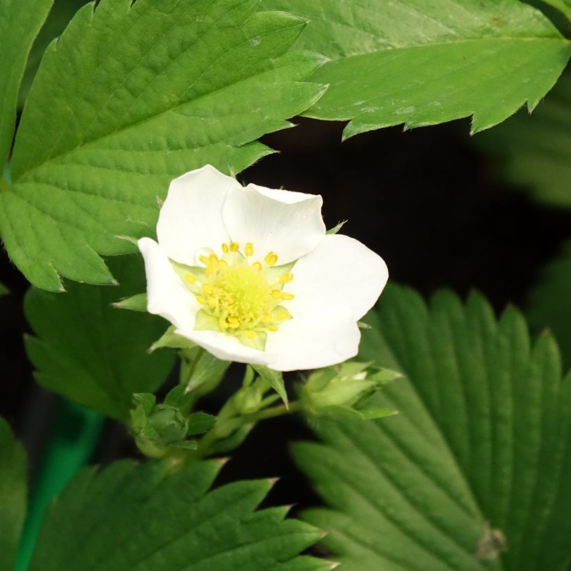 Aardbei Gariguette (Bloei)