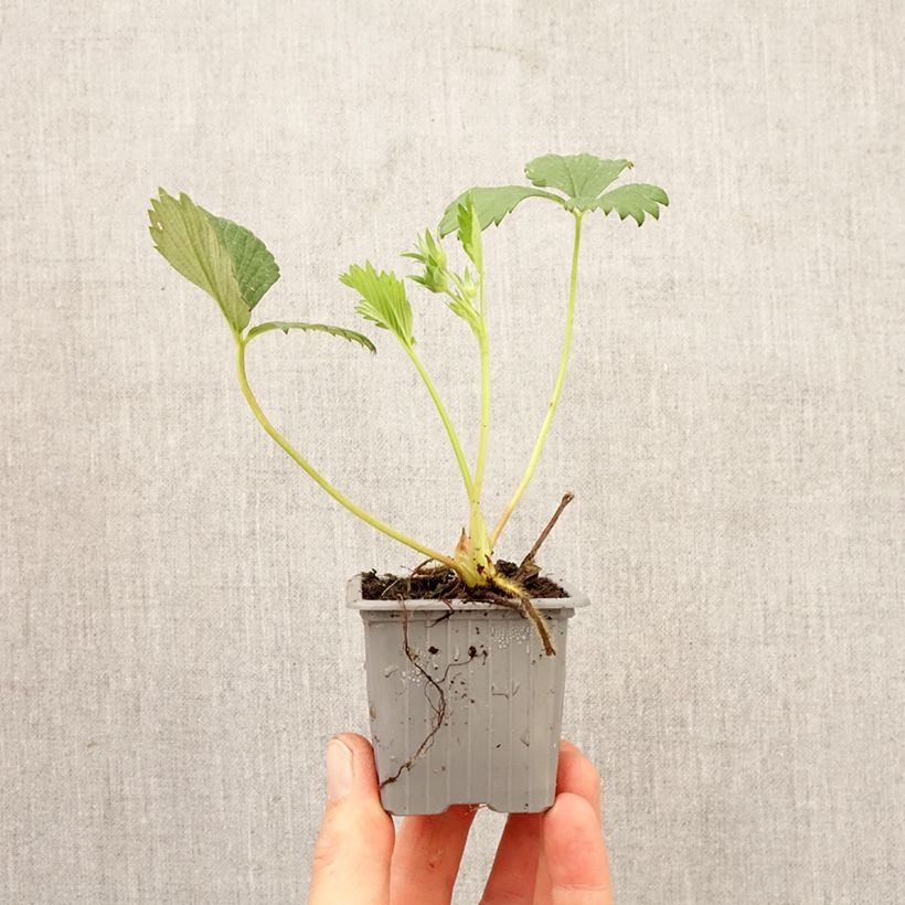 Exemplaar van Aardbei Gariguette Wortelkluit van 4 cm x 4,5 cm zoals geleverd in de lente