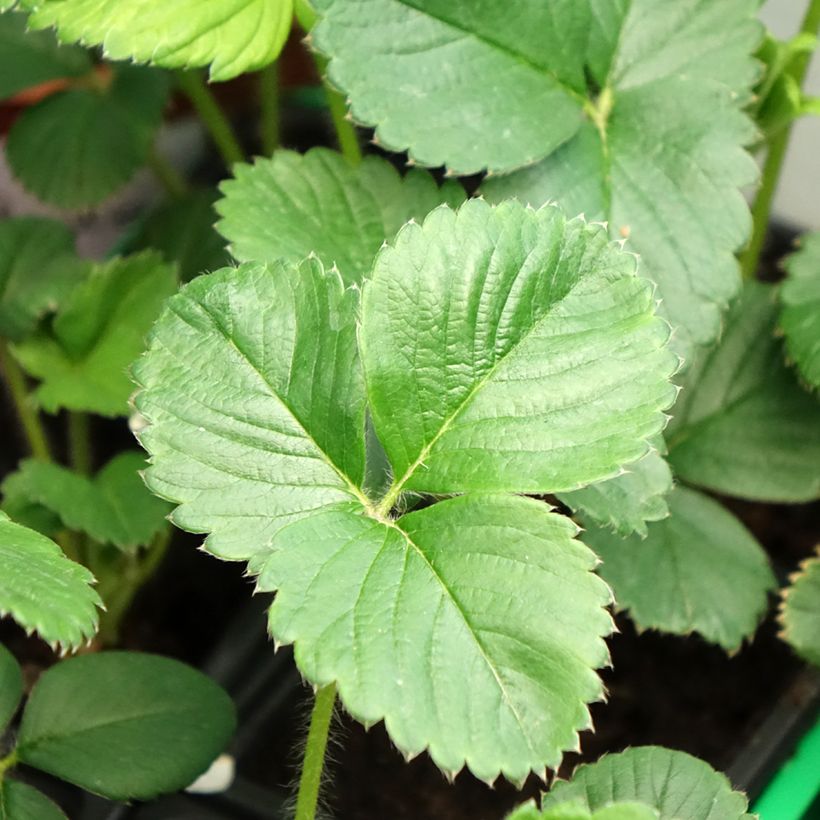 Aardbei Gento (doordragend) (Blad)