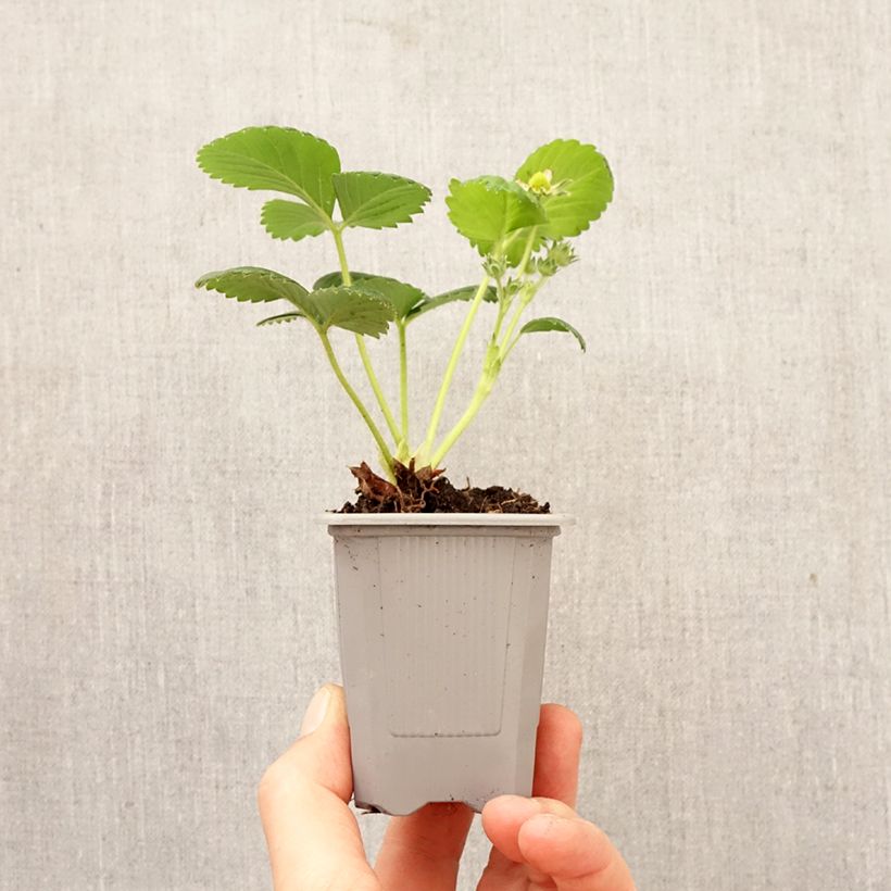 Exemplaar van Aardbei Gento (doordragend) Wortelkluit van 4 cm x 4,5 cm zoals geleverd in de lente