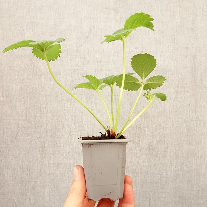 Exemplaar van Aardbei Gorella Wortelkluit van 4 cm x 4,5 cm zoals geleverd in de lente