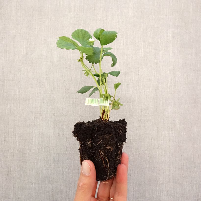 Exemplaar van Aardbei Mara des Bois BIO (doordragend) Wortelkluit van 5 cm x 7 cm zoals geleverd in de herfst