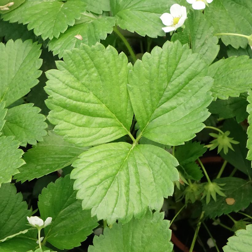 Aardbei Mara des Bois (doordragend) (Blad)