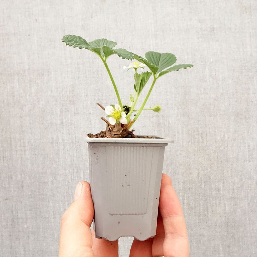 Exemplaar van Aardbei Mara des Bois (doordragend) Wortelkluit van 4 cm x 4,5 cm zoals geleverd in de lente