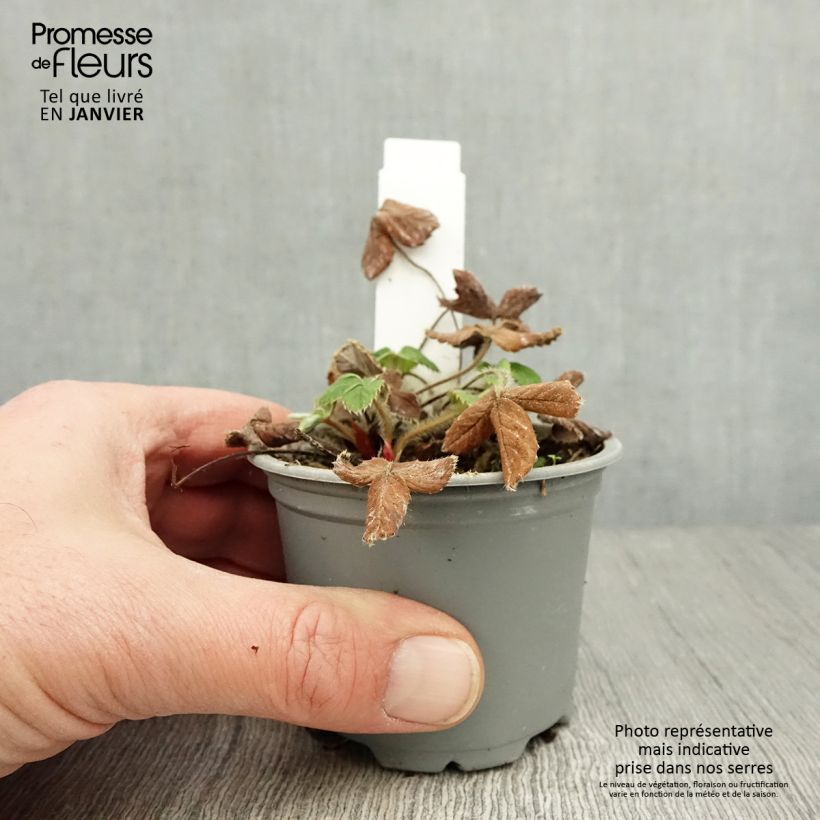 Exemplaar van Aardbei Ostara (doordragend) Kweekpotje van 7/8 cm zoals geleverd in de winter