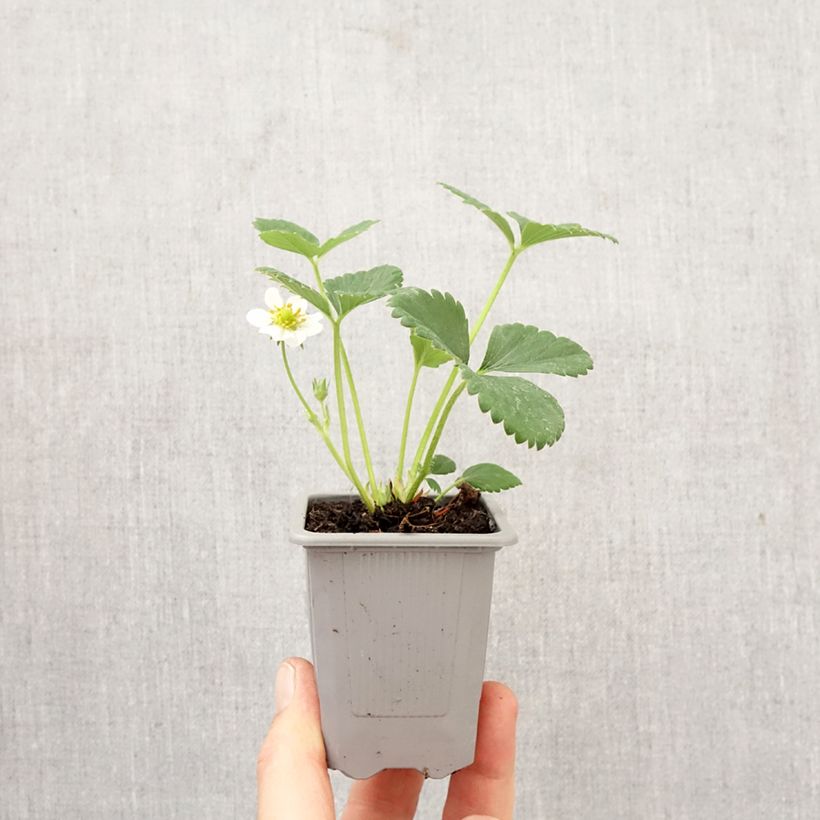 Exemplaar van Aardbei Ostara (doordragend) Wortelkluit van 4 cm x 4,5 cm zoals geleverd in de lente