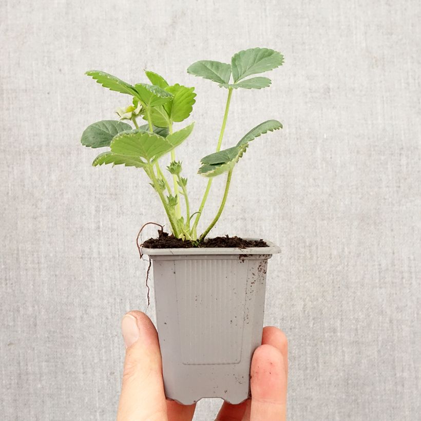 Exemplaar van Aardbei Rabunda (doordragend) Wortelkluit van 4 cm x 4,5 cm zoals geleverd in de lente