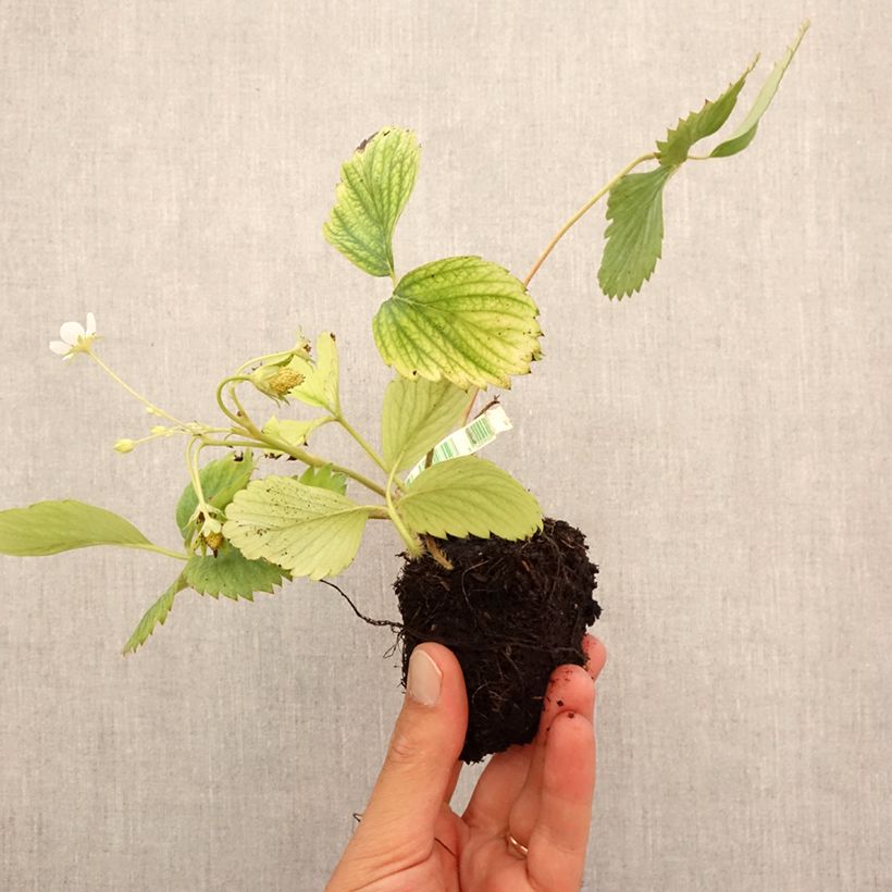 Exemplaar van Fraisier Reine des vallées Bio - Fraise des bois Wortelkluit van 5 cm x 7 cm zoals geleverd in de herfst