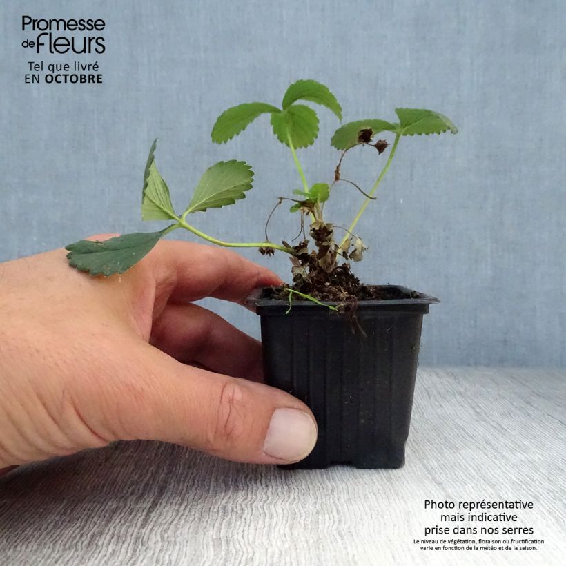 Exemplaar van Aardbei Maestro (doordragend) Kweekpotje van 7/8 cm zoals geleverd in de herfst