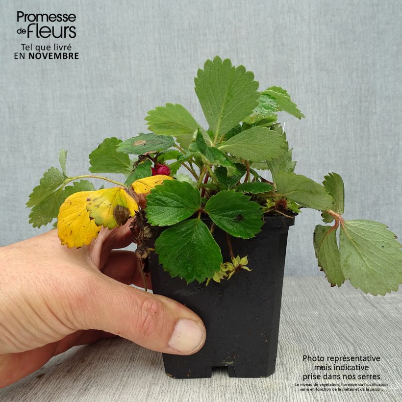 Exemplaar van Fragaria Pink Panda - Aardbei Kweekpotje van 8/9 cm zoals geleverd in de herfst