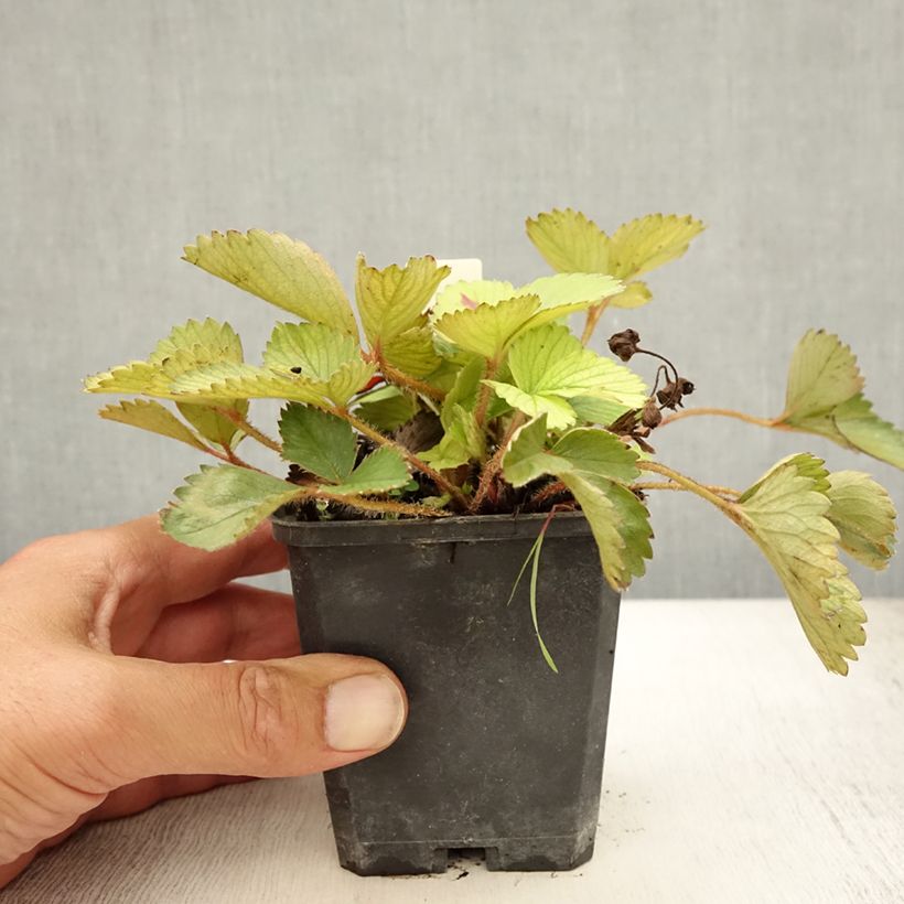 Exemplaar van Fragaria Pink Panda - Aardbei Kweekpotje van 8/9 cm zoals geleverd in de zomer