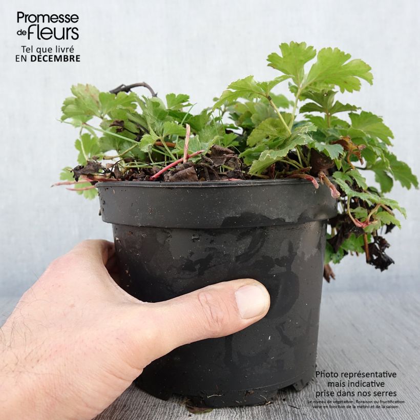 Exemplaar van Waldsteinia ternata - Goudaardbei Pot van 2 l/3 l zoals geleverd in de herfst