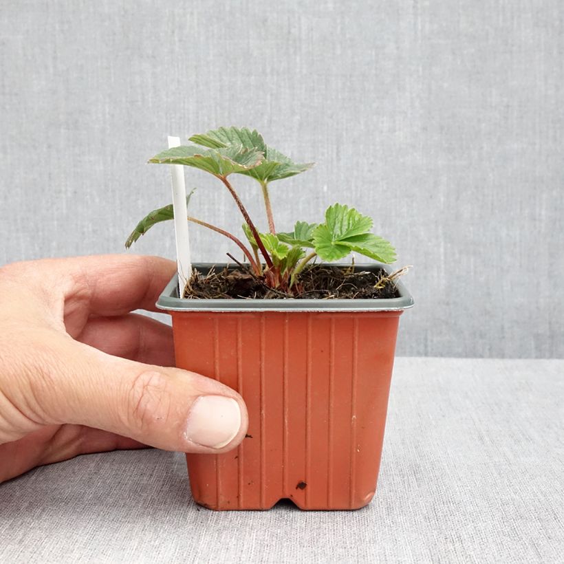 Exemplaar van Fragaria Strawberry Ice - Tuinaardbei Kweekpotje van 8/9 cm zoals geleverd in de lente