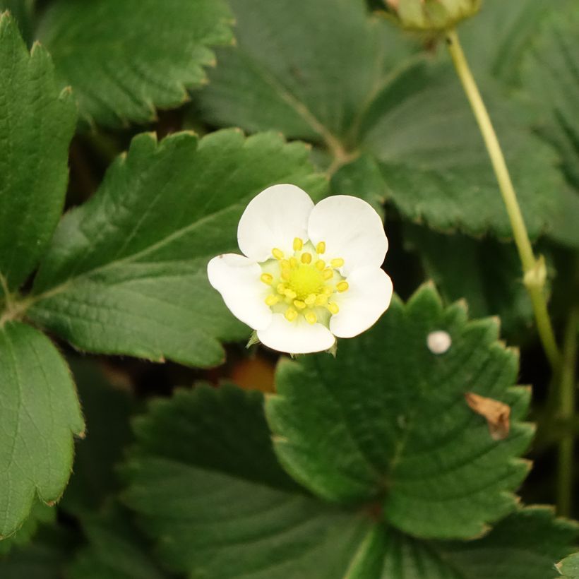Aardbei Temptation - Fragaria (Bloei)