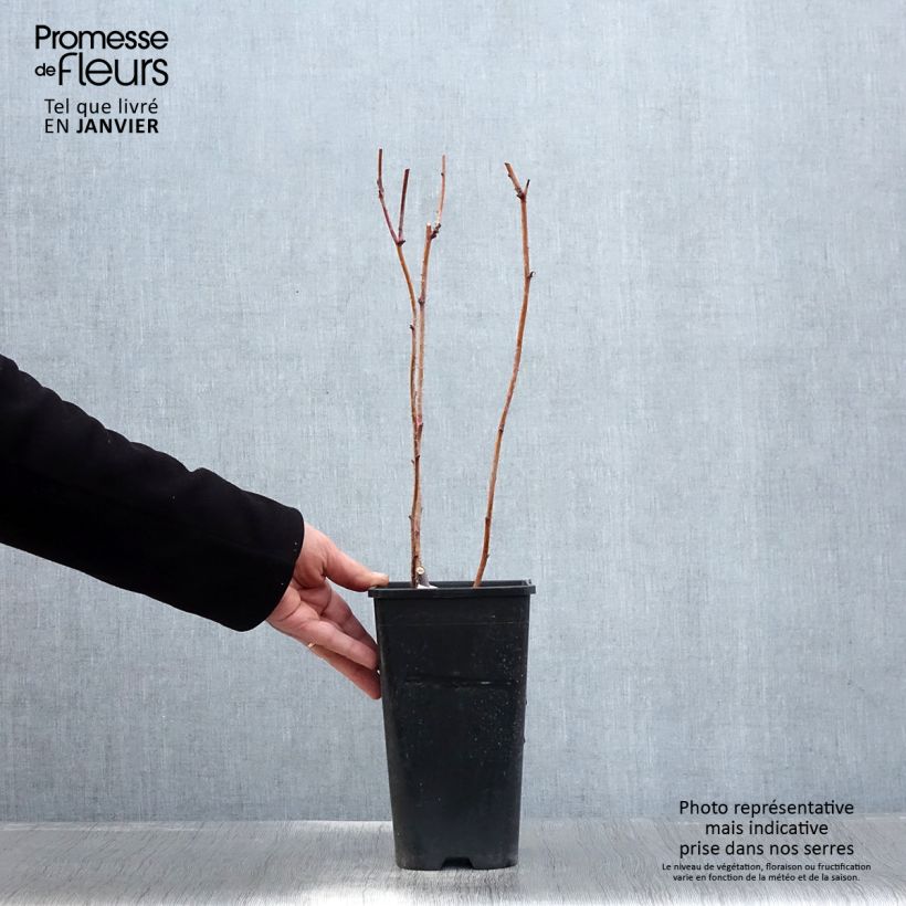 Exemplaar van Herfstframboos Autumn Passion Pot van 2 l/3 l, Pol zoals geleverd in de winter