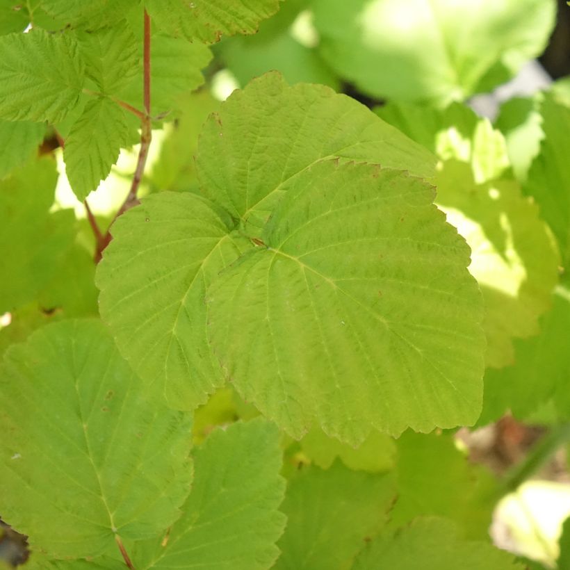 Zwarte framboos Black Jewel BIO (Blad)