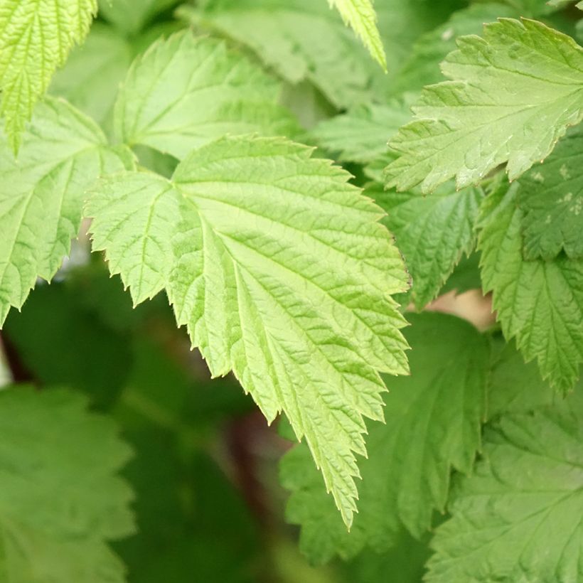 Zwarte framboos Black Jewel (Blad)