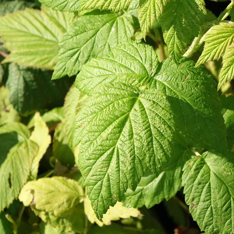 Herfstframboos Autumn Bliss BIO (Blad)