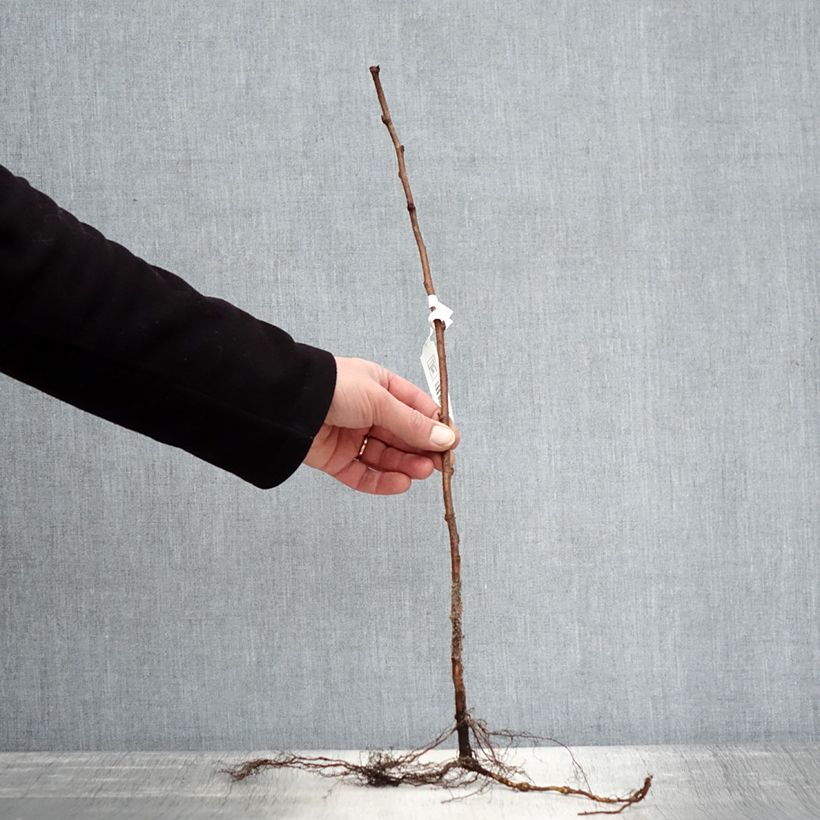 Exemplaar van Herfstframboos Autumn Bliss Naakte wortel, Struik zoals geleverd in de winter