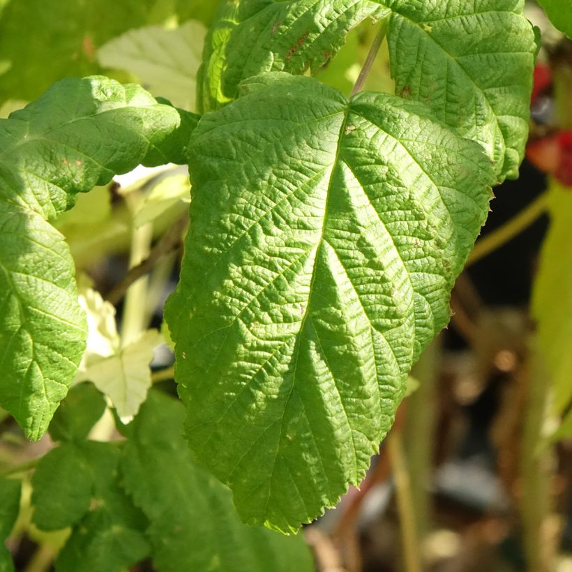 Framboos Bohème BIO (doordragend) (Blad)