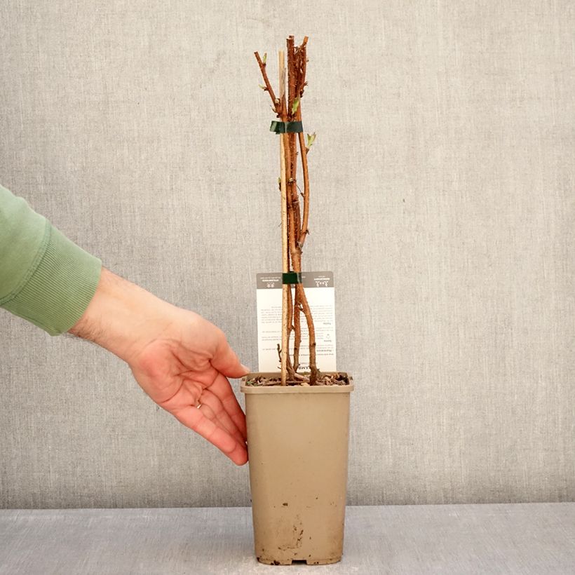 Exemplaar van Framboos Carmen Love (doordragend) Pot van 1,5 l/2 l, Pol zoals geleverd in de winter