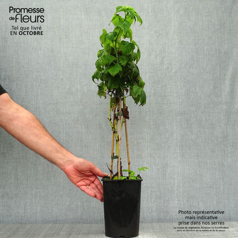 Exemplaar van Herfstframboos Fall Gold (doordragend) Pot van 1,5 l/2 l zoals geleverd in de herfst