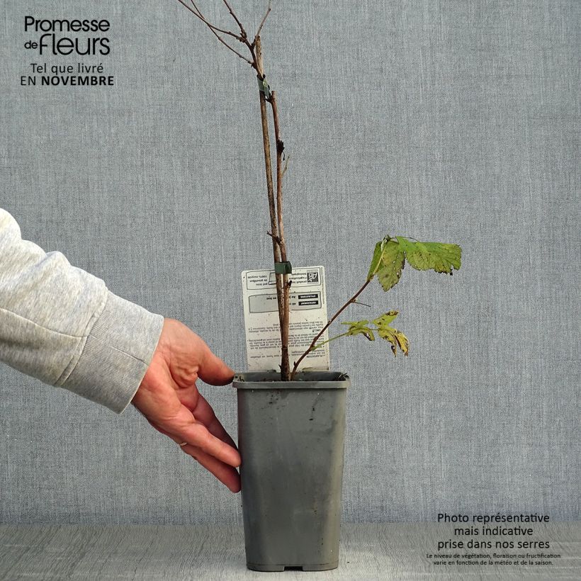 Exemplaar van Framboos Glen Ample BIO Pot van 1 l/1,5 l, Pol zoals geleverd in de herfst